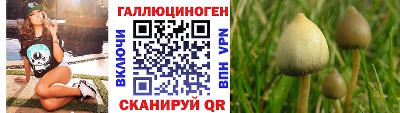 darknet формула Заполярный Галлюциногенные грибы Cubensis